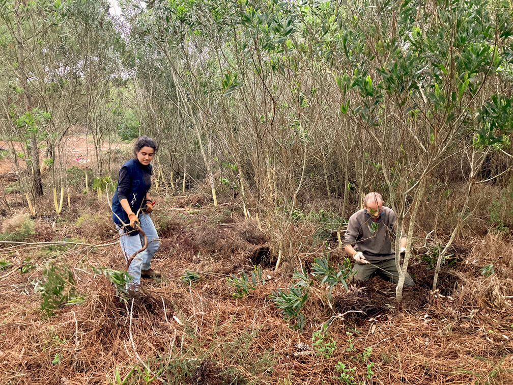 Acção de conservação e educação ambiental nos Zimbrais dos Alteirinhos