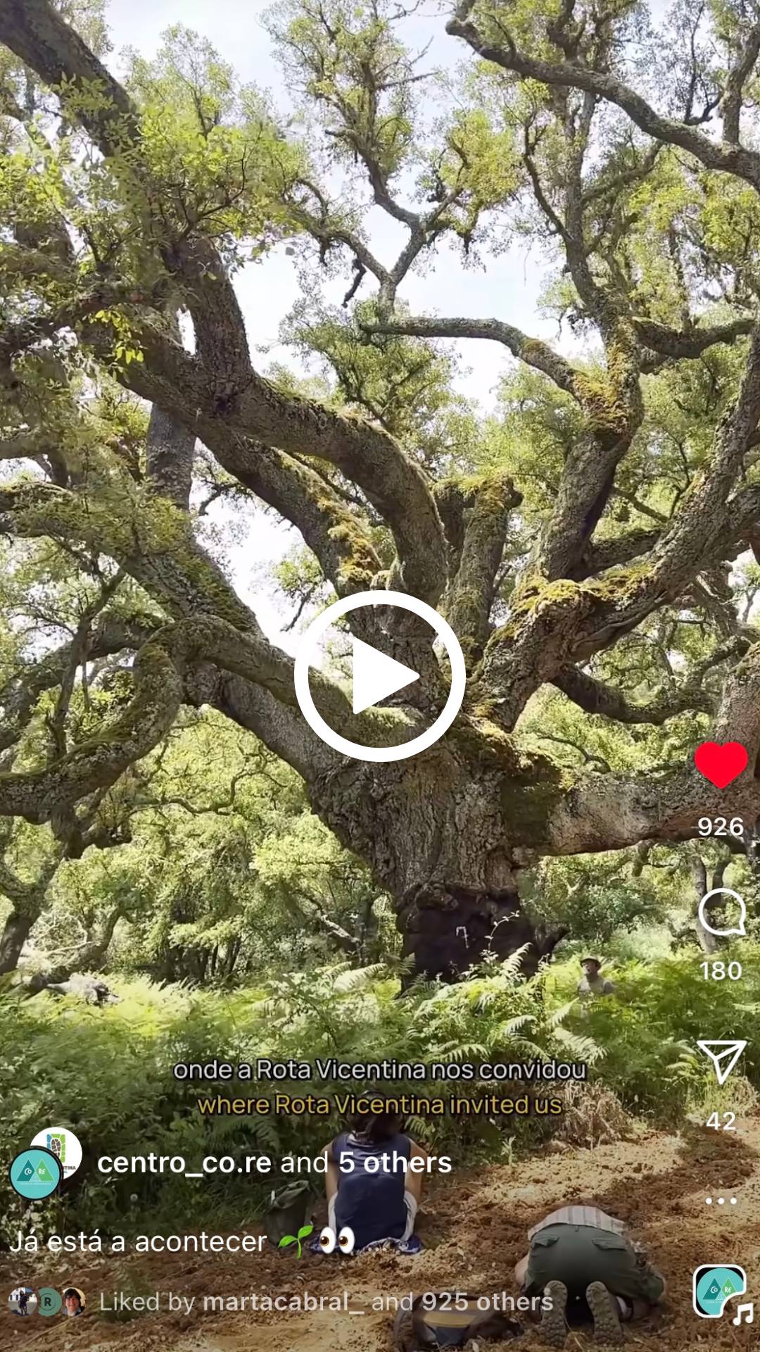 Sobreiro grande no Alentejo